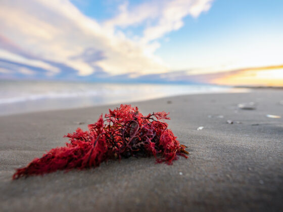 Algue rouge : un soin anti-âge