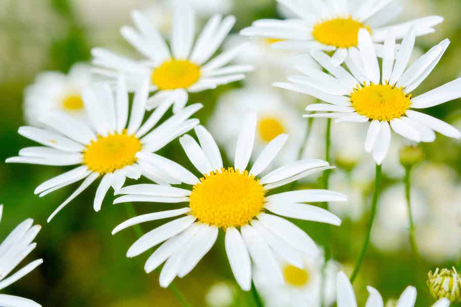 La camomille, un remède naturel contre les conjonctivites