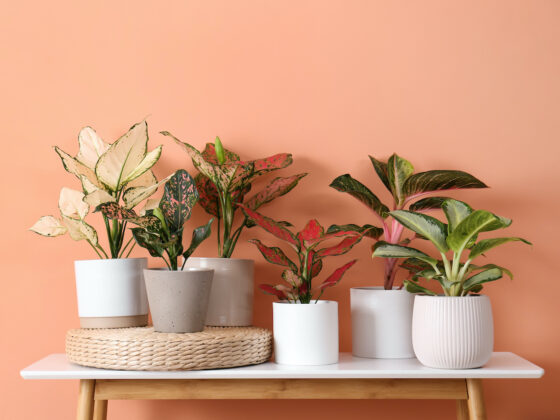 Plantes dépolluantes, le top 5