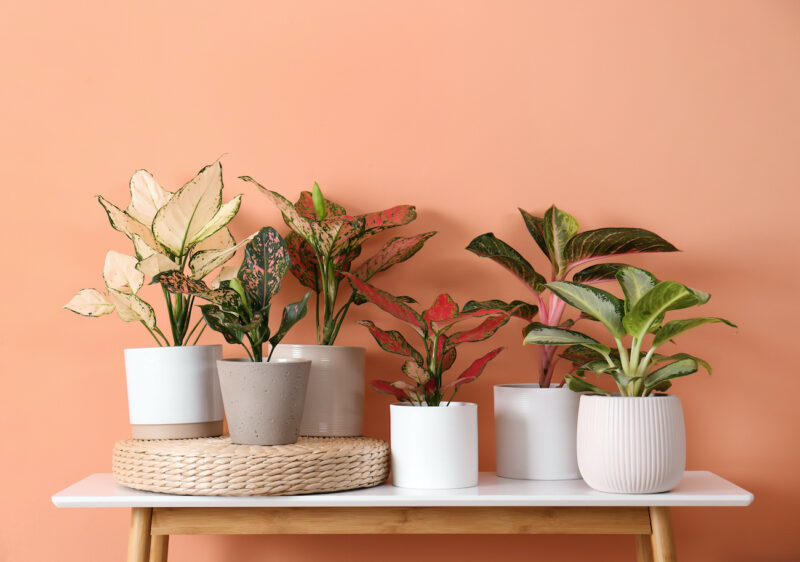 Plantes dépolluantes, le top 5