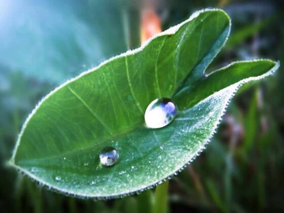 Récupérateur d'eau de pluie : pourquoi s'y mettre ?