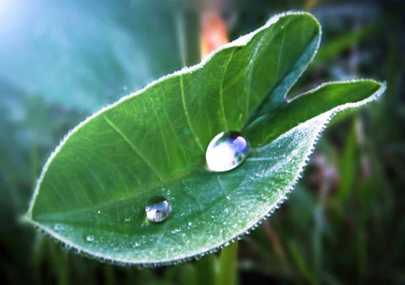 Récupérateur d'eau de pluie : pourquoi s'y mettre ?
