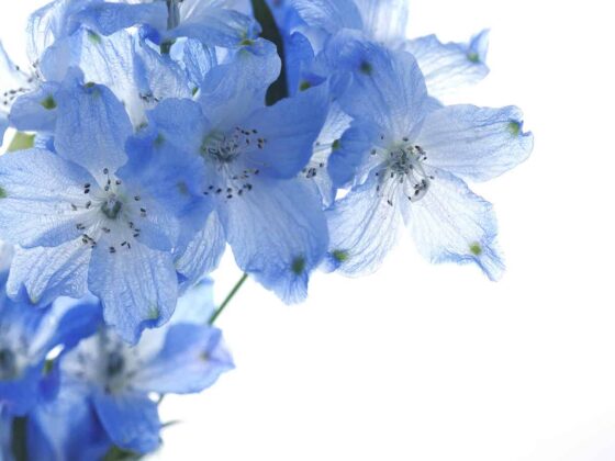 Rebooster sa libido par les médecines douces