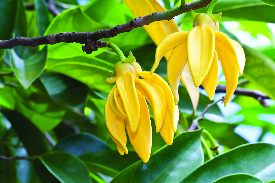 ylang-ylang