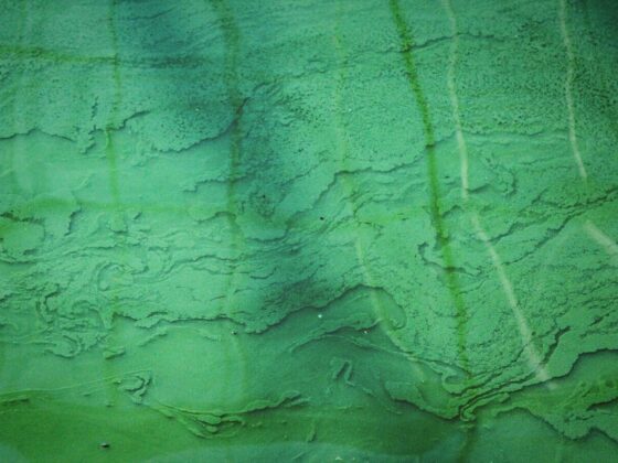 Spiruline : Bienfaits, conseils et guide.
