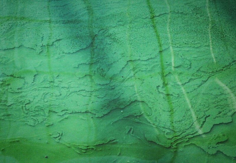Spiruline : Bienfaits, conseils et guide.