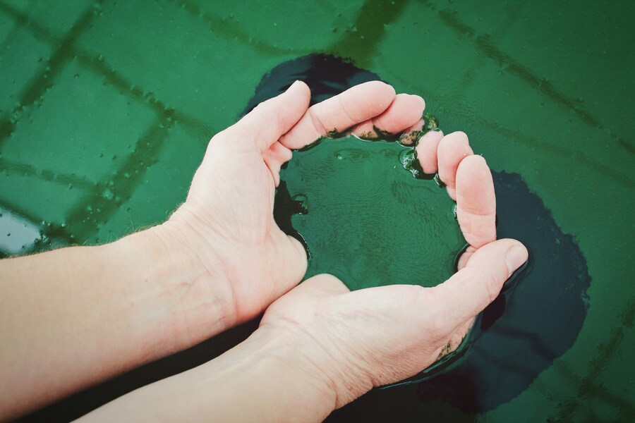 Spiruline : Bienfaits, conseils et guide.